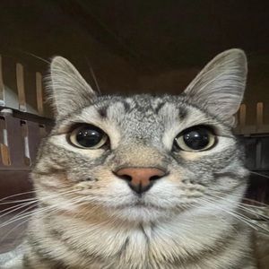 Meet your Posher, Felix